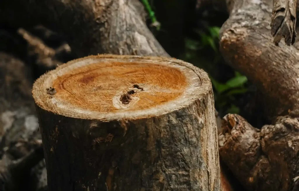 Old-growth teak tree trunk cross section showing dense grain and natural durability of mature teak wood.